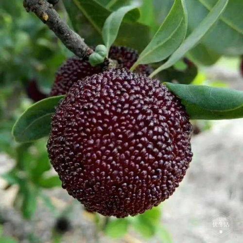 日系吃瓜照片参数,捕捉夏日风情，揭秘美食背后的故事