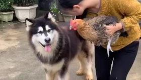 哈姐吃瓜,揭秘娱乐圈那些不为人知的幕后故事