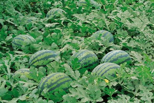 鸢尾吃瓜,一场视觉与味觉的盛宴