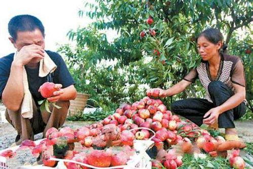 果农吃瓜名场面,瓜田笑谈，共享丰收喜悦