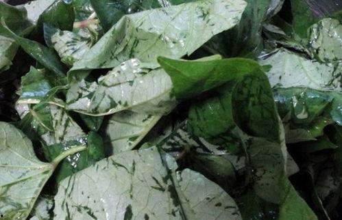 豆瓜叶可以吃吗怎么吃,豆瓜叶的食用方法与营养价值揭秘